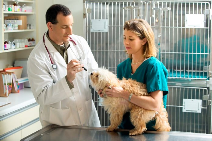 How long does it take to become a vet tech ?