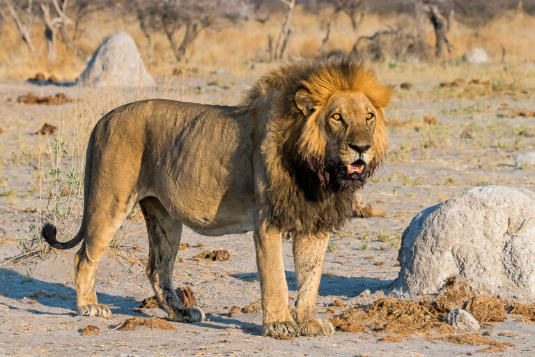 How long a lion can live without food