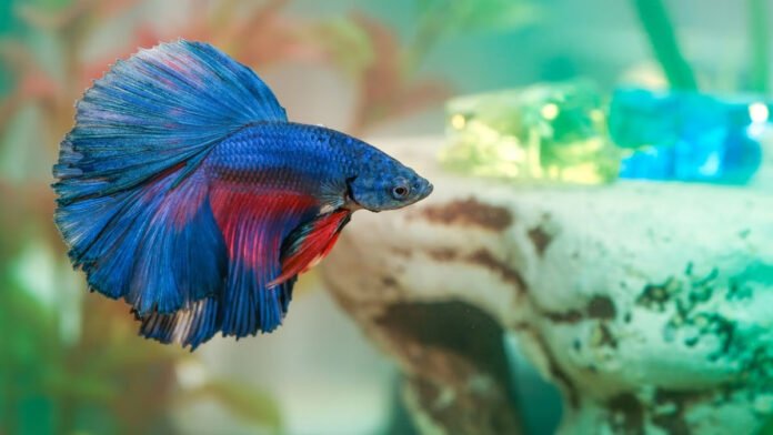 betta fish live without food