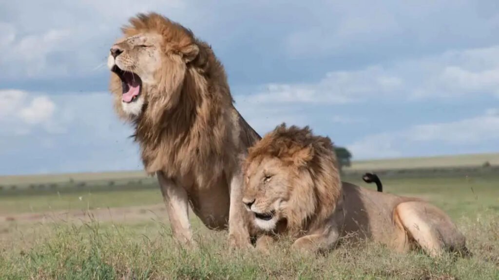 Real-Life Examples of Lions Surviving Long Periods Without Food