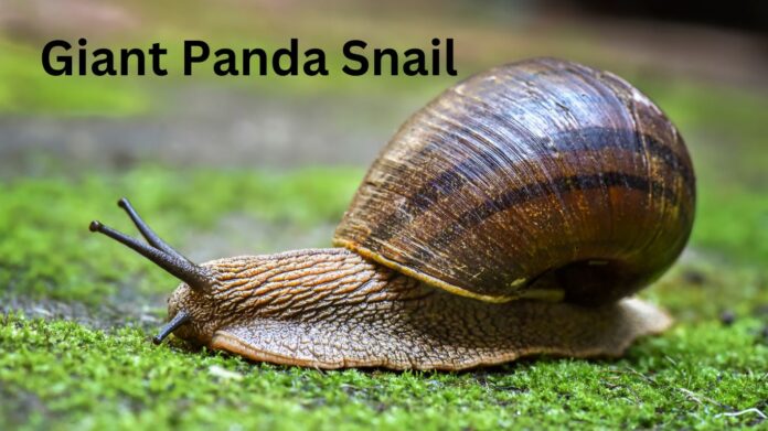 Giant Panda Snail